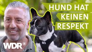 Hundekongress Vol. 4: Hundebox