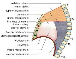 Mediastinum Basic Anatomy And Physiology Medical Knowledge Anatomy Bones