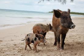 Bei einem sogenannten kabinencharter kannst du dir deine eigene kabine auf einem katamaran buchen. 7 Tipps Fur Einen Unvergesslichen Bahamas Urlaub