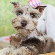Confetti Schnauzer Puppy Puppies For Sale Schnauzer Puppy Puppies