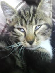 D'origine bactérienne, virale ou liée à l'environnement et à l'âge, les maladies du chat sont nombreuses. Mon Chat A Un Voile Blanc Sur L Oeil Est Ce Grave Question Soigner Son Chat Wamiz