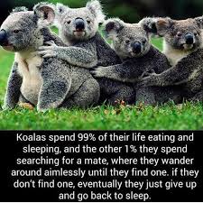 Pin By Leah Schatzabel On The Fall Funny Koala Koala Koala Meme