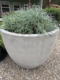 Image result for Ficinia