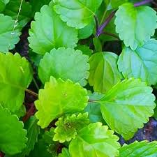 Image result for Plectranthus alboviolaceus