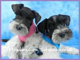 Maximilian S Schnauzers Parti And Chocolate Schnauzers In Florida Very Cute Dogs Miniature Schnauzer Schnauzer Puppy