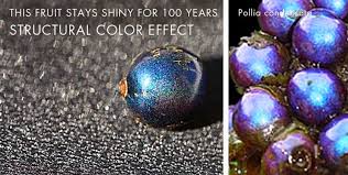 Image result for Pollia condensata