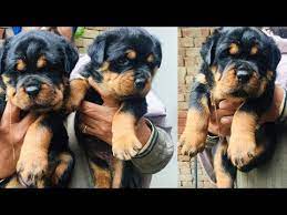 If you are in search of cheap rottweiler puppies for sale near me or rottweiler for adoption, buy rottweiler puppies from rottweiler spot. Rottweiler Puppies For Sale Craigslist 08 2021