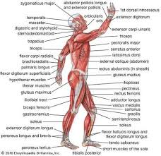 The sartorius is the longest muscle in the body. Legs Anterior Muscular System Diagram Labeled Trusted Wiring Diagrams