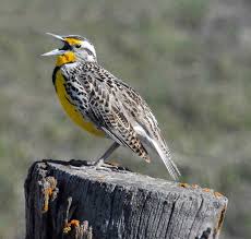 Color pictures, email pictures, and more with these birds coloring pages. Western Meadowlark State Symbols Usa