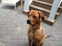 The rhodesian labrador will weigh 55 to 85 pounds and live 10 to 12 years. Pin On My Dog Red Fox Lab