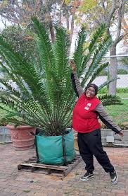Image result for Encephalartos schmitzii