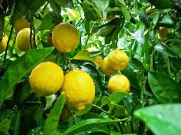 Bahkan jika dibandingkan dengan november 2018 nilainya naik 109,47%. Macam Macam Jeruk Dan Jenisnya Lemonology