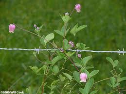 Varieties attract bees, butterflies, hummingbirds, other birds may nest in the vines. Northern Leatherflower Vasevine Clematis Viorna