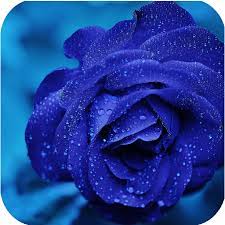 We did not find results for: Flowers Wallpapers And Backgrounds Hd Amazon De Apps Spiele