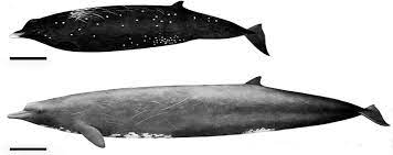 Четырехзубые киты или гигантские клювы находятся клювые киты в роду берардий. Schnabelwal Aus Dem Nordpazifik Neu Beschrieben Kryptozoologisch Schon Lange Bekannt Netzwerk Fur Kryptozoologie