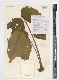 Image result for Brucea antidysenterica