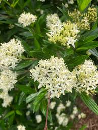 Image result for Cornus