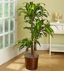 Corn Plant Care Tips Dracaena Fragrans Massangeana Corn Plant Care Corn Plant Floor Plants