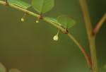 Image result for Phyllanthus hutchinsonianus