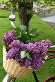 Learn about different types of orange flowers, see beautiful photos and get some gardening tips at flowerglossary.com. Spring Beautiful Flowers Flowers Pretty Flowers