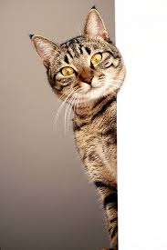 Misket Looking At You Cats Beautiful Cats Cute Cats