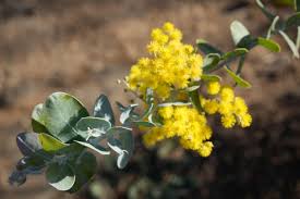 Image result for Acacia podalyriifolia
