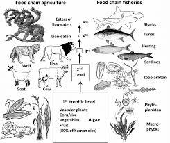 Ks2 science food chains and habitats learning resources for adults, children, parents and teachers. A Comparison Of The Terrestrial Agricultural And The Aquatic Fisheries Download Scientific Diagram