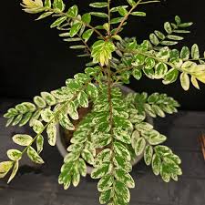Image result for Phyllanthus micromeris