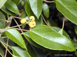 Image result for Mallotus