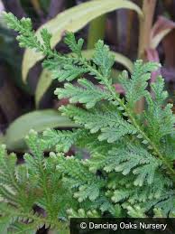 Image result for Selaginella molliceps