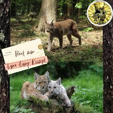 Mar 18, 2017 · detailed descriptions of campgrounds in the sierra national forest. Lynx Camp Welcome