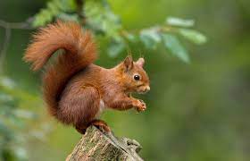 If you've got squirrels in the house, whether they're in the attic, wall voids, crawl spaces, or anywhere else, and you want to know how to get rid of them. Hide Your Acorns Red Squirrel Facts Environmental Pest Management