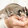 We offer customized pet relocation dubai services. 1