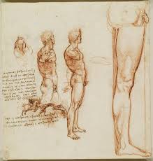 If you are looking to improve your figure drawing or portraiture skills, you have probably come across suggestions that you master anatomy to improve your illustrations. Body Maps Leonardo Da Vinci S Anatomical Drawings Flashbak