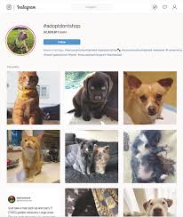 Scout arrived in northern michigan via the puppy pipeline. Why The Pet Rescue Business Is Buyer Beware Broadview Magazine