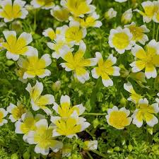 Fast growing flowers from seed australia. Poached Egg Plant Seed Australian Plants Online