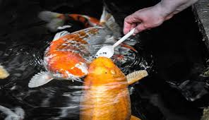 Hal atau cara pertama untuk budidaya ikan koi di dalam aquarium adalah menentukan terlebih dahulu jumlah ikan yang sekiranya akan dimasukkan kedalam aquarium. 10 Cara Memelihara Ikan Koi Untuk Pemula Panduan Lengkap Mudah