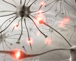 Image of Neuronal connections