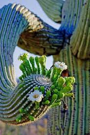 This rv park on route 66 is not a bad place to stay in your rv. 260 Arizona Cacti Ideas Arizona Cactus Cacti And Succulents Cactus