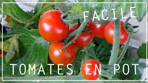 Vous favoriserez le système racinaire en incitant ces dernières à descendre le plus profond possible. Cultiver Les Tomates En Pot 5 Astuces Jardinage A Savoir Youtube
