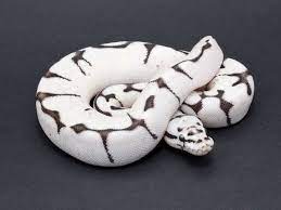 Firebee Sk Axanthic Ball Python Ball Python Ball Python Pet Ball Python Morphs