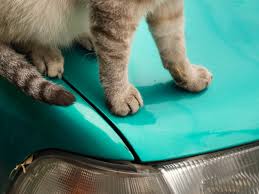 Antifreeze, also called coolant, is the colored fluid (usually green or red) found in your car's. What I Should Know About Antifreeze Poisoning In My Cat