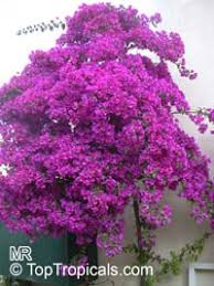 When your plants are dry, just water thoroughly. Bougainvillea Sp Bougainvillea Toptropicals Com