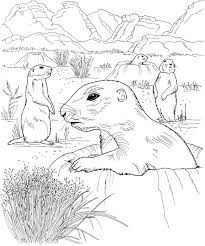 Pin By Farah On Animals Desert Animals Coloring Animal Coloring Pages Desert Animals
