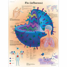 Flu Influenza Chart