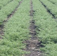 Image result for Cicer arietinum