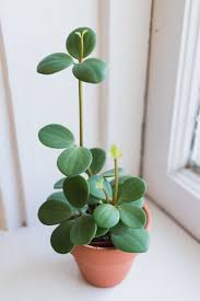 Mine needed a new mix. Peperomia Party A Guide To Peperomia Leaf And Paw