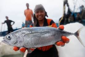 Minyak kayu putih atau minyak dari tanaman. Sering Tertukar Karena Mirip Ini Perbedaan Ikan Tuna Tongkol Dan Cakalang Semua Halaman Bobo
