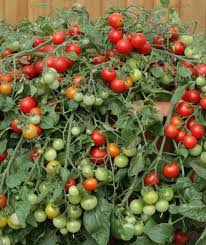 Cherry Tomato Seeds 18 Cherry Tomatoes Vegetable Seeds