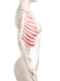 (males), ↑ after 30 (females at puberty), peaks at 70 (females). Female Body With Visible Outer Intercostal Muscles Computer Illustration 3d Normal Stock Photo 311549182